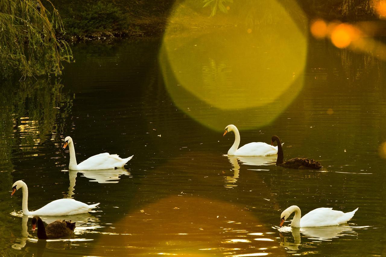 Lacul Verde Resort Ploieşti Esterno foto